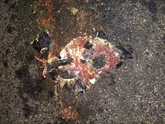 Melanochelys trijuga