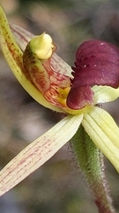 Caladenia leptochila