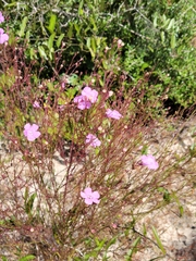 Agalinis plukenetii