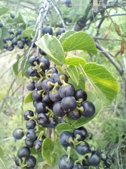 Cissus verticillata