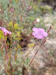 Agalinis plukenetii