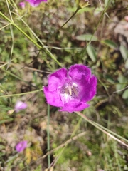 Agalinis peduncularis