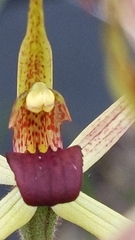 Caladenia leptochila