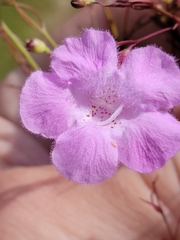 Agalinis plukenetii