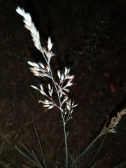 Melinis repens