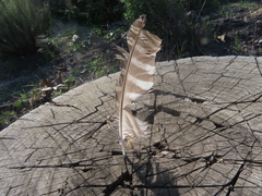 Megascops kennicottii