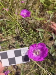 Agalinis peduncularis