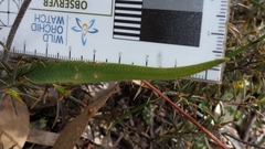 Caladenia leptochila