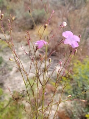 Agalinis plukenetii