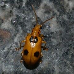 Chrysomelidae