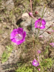 Agalinis peduncularis