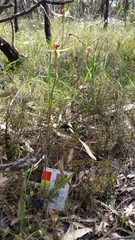 Caladenia leptochila