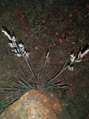 Melinis repens