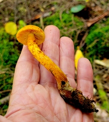 Aureonarius limonius