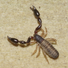 Chernetidae