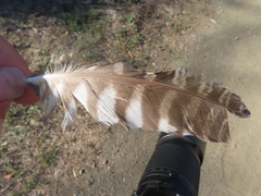 Megascops kennicottii