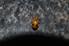 Chrysomelidae