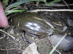 Hydrophilus acuminatus