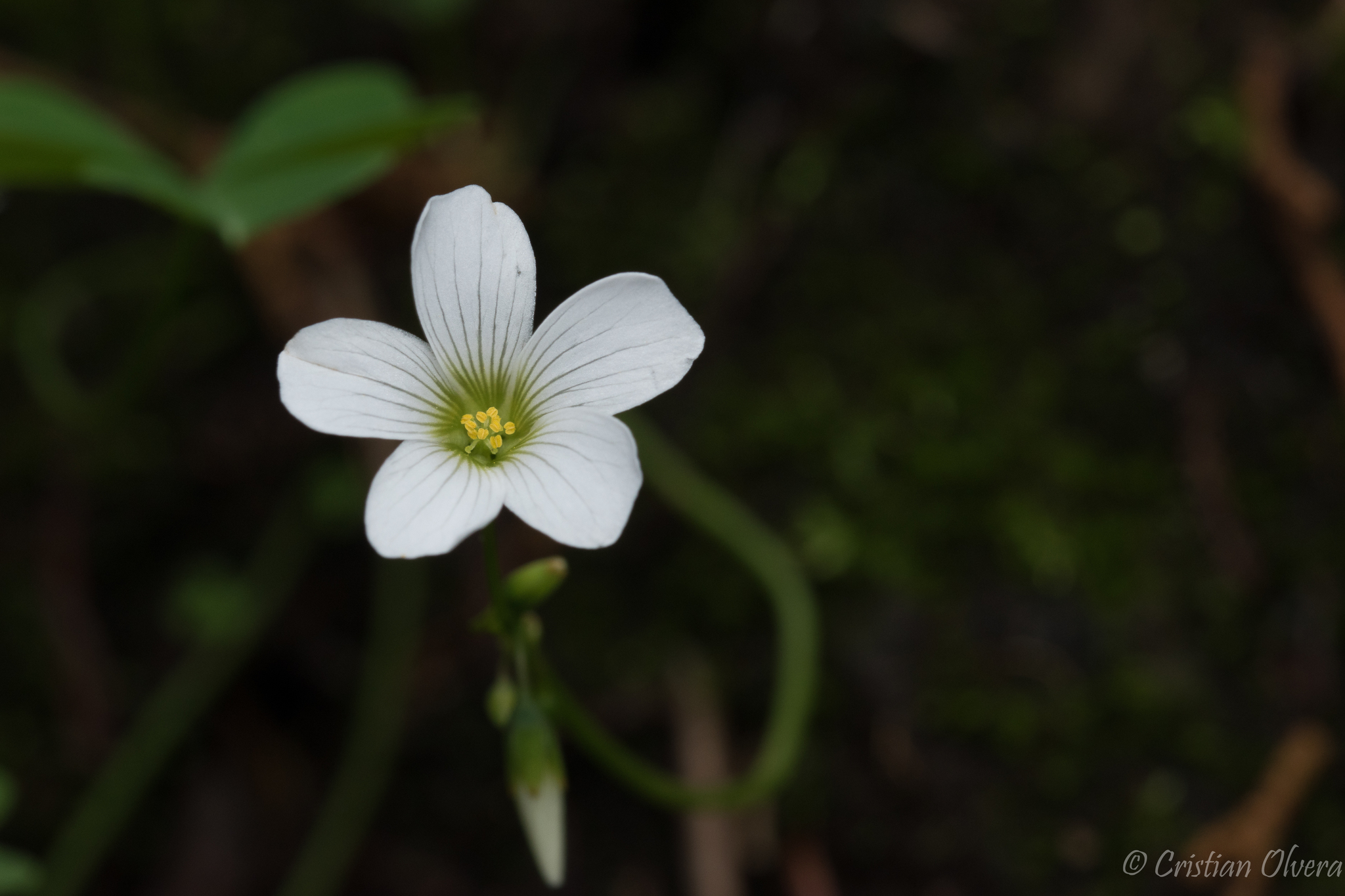 Oxalis alpina