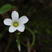 Alpine Woodsorrel - Photo (c) Cristian Olvera, some rights reserved (CC BY-NC-ND), uploaded by Cristian Olvera