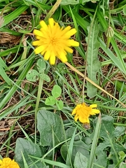 Hypochaeris radicata