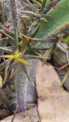 Caladenia leptochila