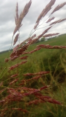 Sorghum halepense