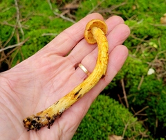 Aureonarius limonius