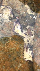 Saccostrea glomerata