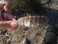 Megascops kennicottii