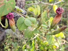 Ipomoea orizabensis orizabensis