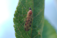 Sylvicola