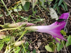 Ipomoea orizabensis orizabensis