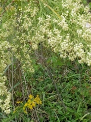 Baccharis neglecta