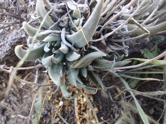 Dudleya abramsii abramsii