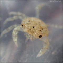 Pachygrapsus crassipes