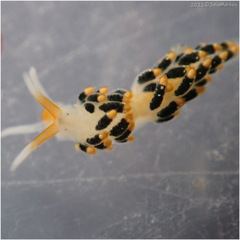 Diaphoreolis flavovulta