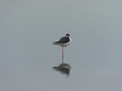 Himantopus mexicanus