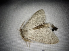 Cnethodonta grisescens