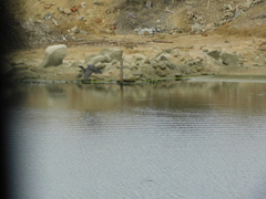 Nannopterum brasilianum