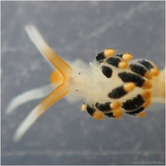 Diaphoreolis flavovulta