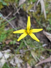 Microseris walteri