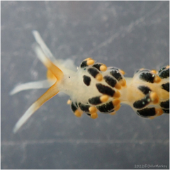 Diaphoreolis flavovulta