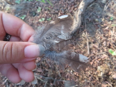 Megascops kennicottii