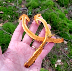 Aureonarius limonius