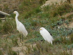 Egretta thula