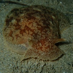 Pleurobranchaea maculata