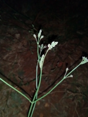 Verbena brasiliensis