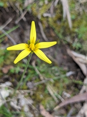 Microseris walteri