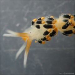 Diaphoreolis flavovulta